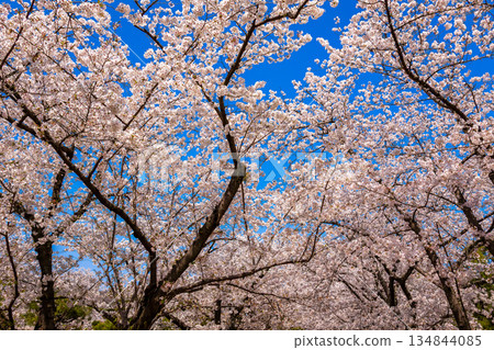 福岡縣舞鶴公園春色宜人,櫻花盛開,天空湛藍。 福岡縣舞鶴公園春色宜人,櫻花盛開,天空湛藍。 134844085