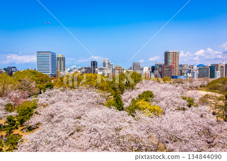 春天櫻花盛開時，從福岡縣舞鶴公園的福岡城塔上眺望福岡市的城市景觀和蔚藍的天空。 134844090