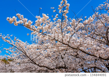 Cherry blossoms in full bloom against a blue sky in spring at Maizuru Park in Fukuoka Prefecture Cherry blossoms in full bloom against a blue sky in spring at Maizuru Park in Fukuoka Prefecture 134844091