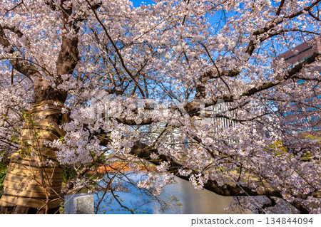Cherry blossoms in full bloom at Maizuru Park in Fukuoka Prefecture in spring Cherry blossoms in full bloom at Maizuru Park in Fukuoka Prefecture in spring 134844094