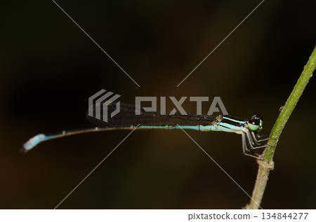 Male red-tipped shadefly. Male red-tipped shadefly. 134844277