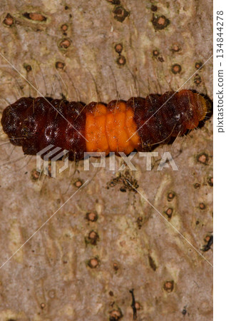 Caterpillar of a common guava blue. 134844278