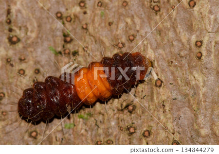 Caterpillar of a common guava blue. Caterpillar of a common guava blue. 134844279