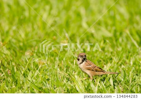 Eurasian tree sparrow. 134844283