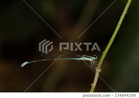 Male red-tipped shadefly. Male red-tipped shadefly. 134844289