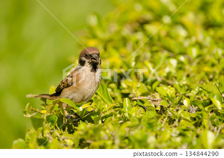 Eurasian tree sparrow calling. 134844290