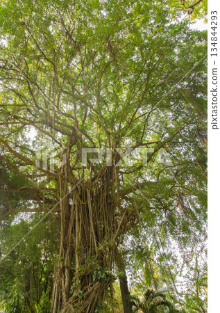 Weeping fig Ficus benjamina. 134844293