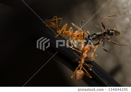 Yellow crazy ants. 134844295