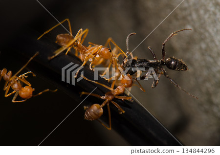 Yellow crazy ants. 134844296