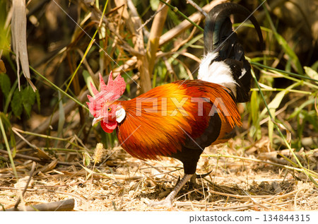 Male red junglefowl. 134844315