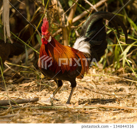 Male red junglefowl. 134844316