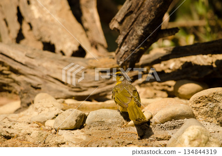 Stripe-throated bulbul drinking water. Stripe-throated bulbul drinking water. 134844319