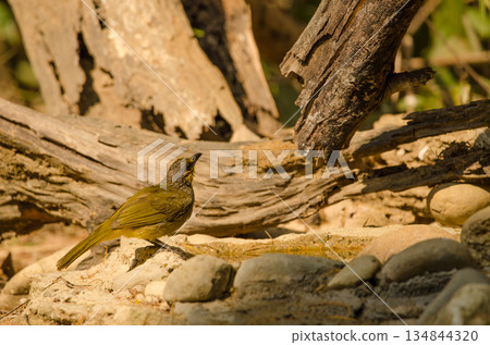 Stripe-throated bulbul drinking water. Stripe-throated bulbul drinking water. 134844320