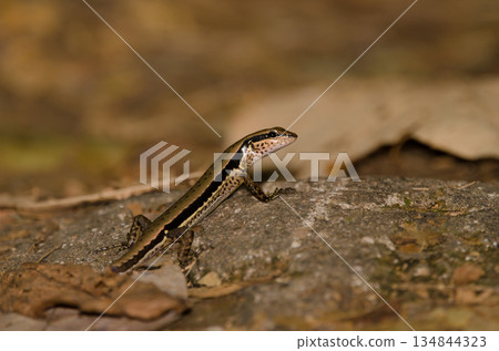 Spotted forest skink. Spotted forest skink. 134844323
