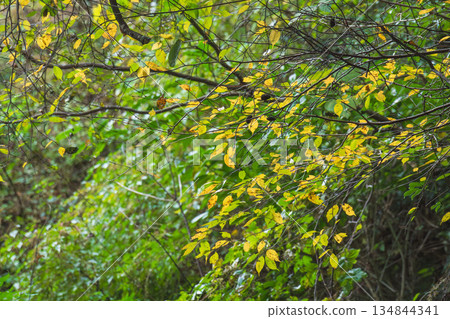 Autumn mountains: Yellow leaves on trees 03 134844341