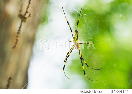 秋日森林:圓蛛巢穴 01 秋日森林:圓蛛巢穴 01 134844345