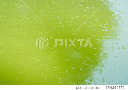 Autumn scenery: Pond with algae 01 134844351