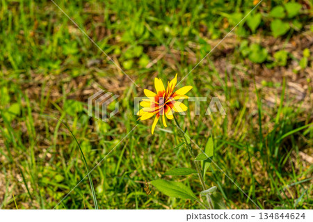 Colorful flowers blooming in midsummer 134844624