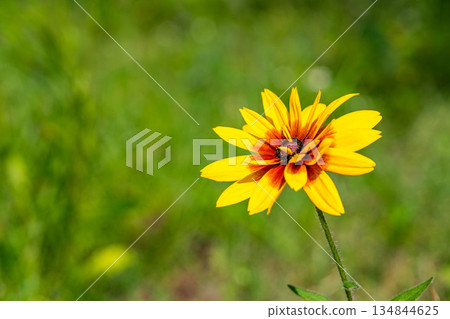 Colorful flowers blooming in midsummer Colorful flowers blooming in midsummer 134844625