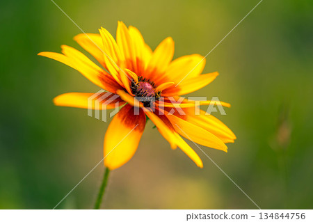 Midsummer Colors ~ Rudbeckia ~ 134844756