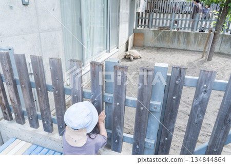 Japanese girl toddler playing with a tortoise 134844864