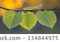 Dew-Kissed Leaves on Branch with Golden Bokeh Background 134844975