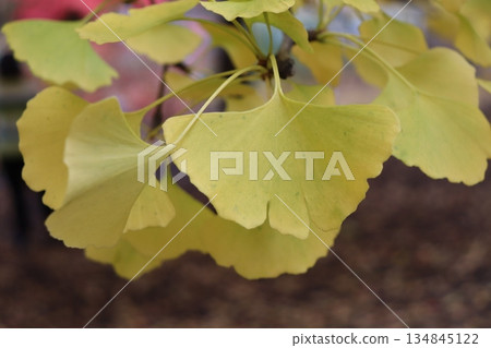 A ginkgo ginkgo ginkgo 134845122