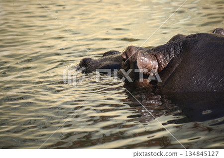 Hippopotamus Hippopotamus 134845127