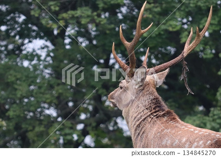 A male Hokkaido deer with impressive antlers 134845270