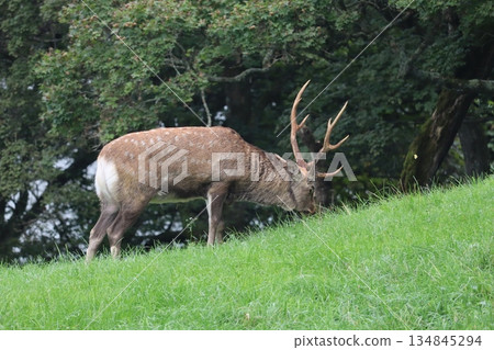 A male Hokkaido deer with impressive antlers 134845294