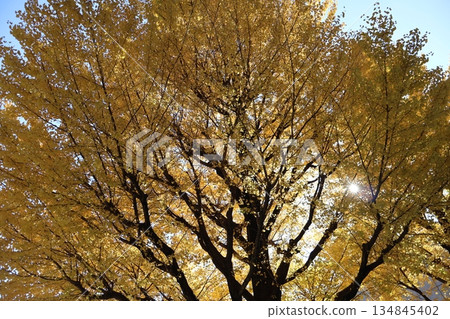 陽光透過高大銀杏樹枝間的縫隙灑下斑駁的光影，映襯著金黃的樹葉和蔚藍的天空。 134845402