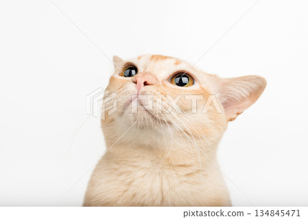 A cat with big eyes looks up. A cat with big eyes looks up. 134845471