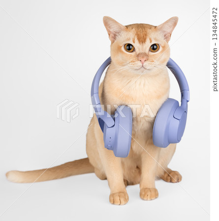 A ginger cat with wireless headphones A ginger cat with wireless headphones 134845472