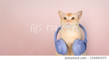 A ginger cat with wireless headphones 134845473