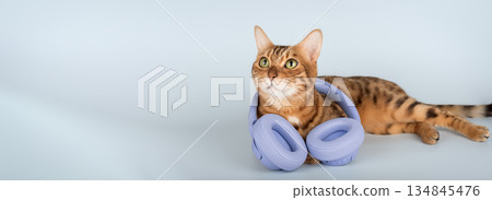 Cat in headphones 134845476