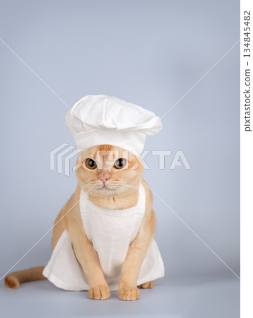 Funny burmese cat in chef hat and apron Funny burmese cat in chef hat and apron 134845482