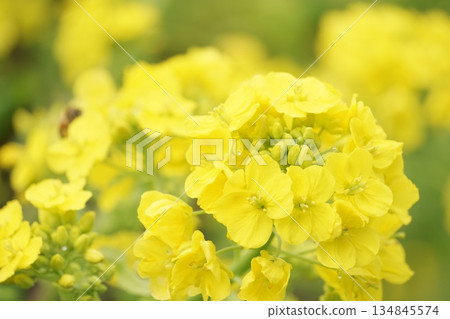 黃色春花:油菜花 黃色春花:油菜花 134845574