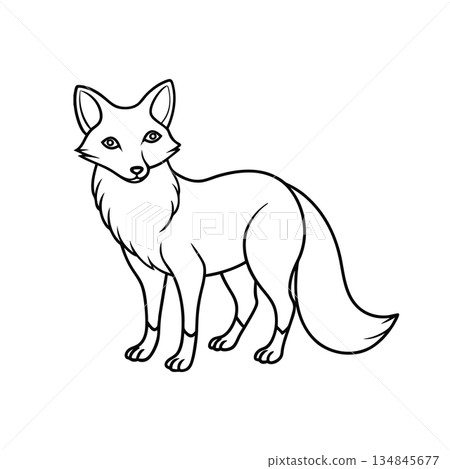 Detailed fox line drawing for coloring books or educational purposes 134845677