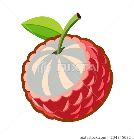 Fresh tropical lychee fruit illustration with leaf on white background Fresh tropical lychee fruit illustration with leaf on white background 134845682