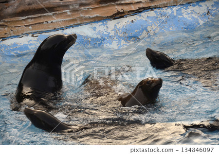 海獅 134846097