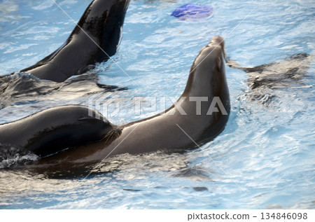 Sea lion 134846098