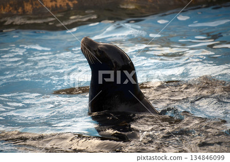 海獅 海獅 134846099