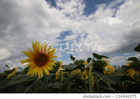 Sunflower 134846375
