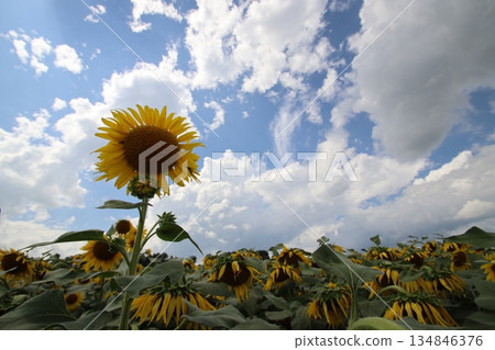 Sunflower 134846376
