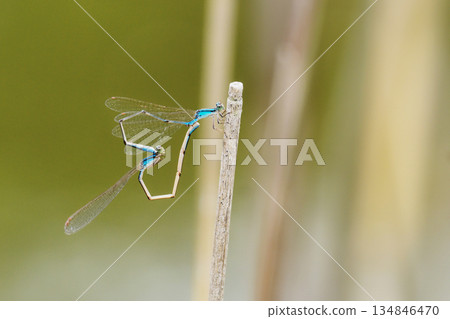 Mating slender-tailed damselfly (heart-shaped) 134846470