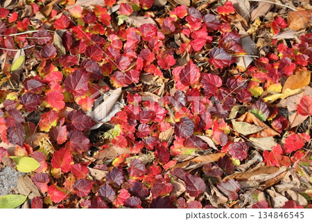 地面上鋪滿了紅色的常春藤葉和落葉。 134846545