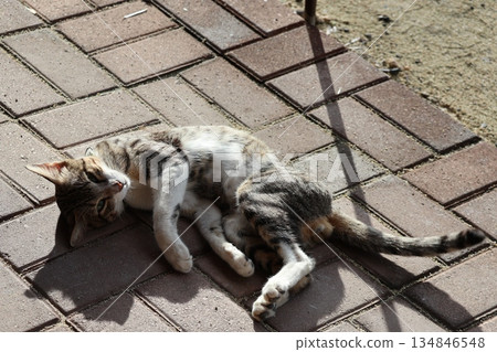 A kitten lying on the brick floor and looking at you 134846548