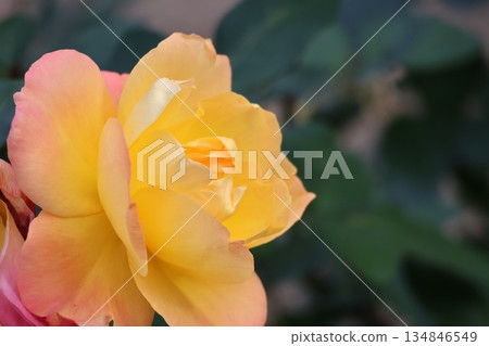 A close-up view of a Souvenir de Anne Frank rose with pale pink, orange, and yellow petals 134846549