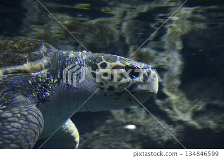 Sea turtle Sea turtle 134846599