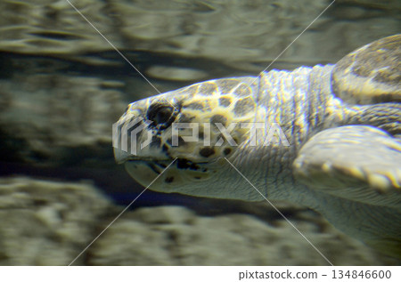Sea turtle Sea turtle 134846600